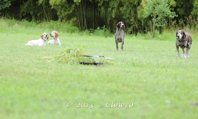 des Cabanes Tchanquées - Démos Fête du CHIEN de SPORT