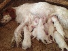  - Les 8 chiots sont nés ce matin...