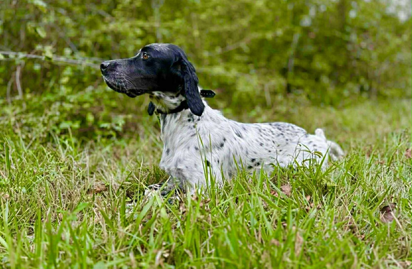 TR. Tchanquee des Cabanes Tchanquées