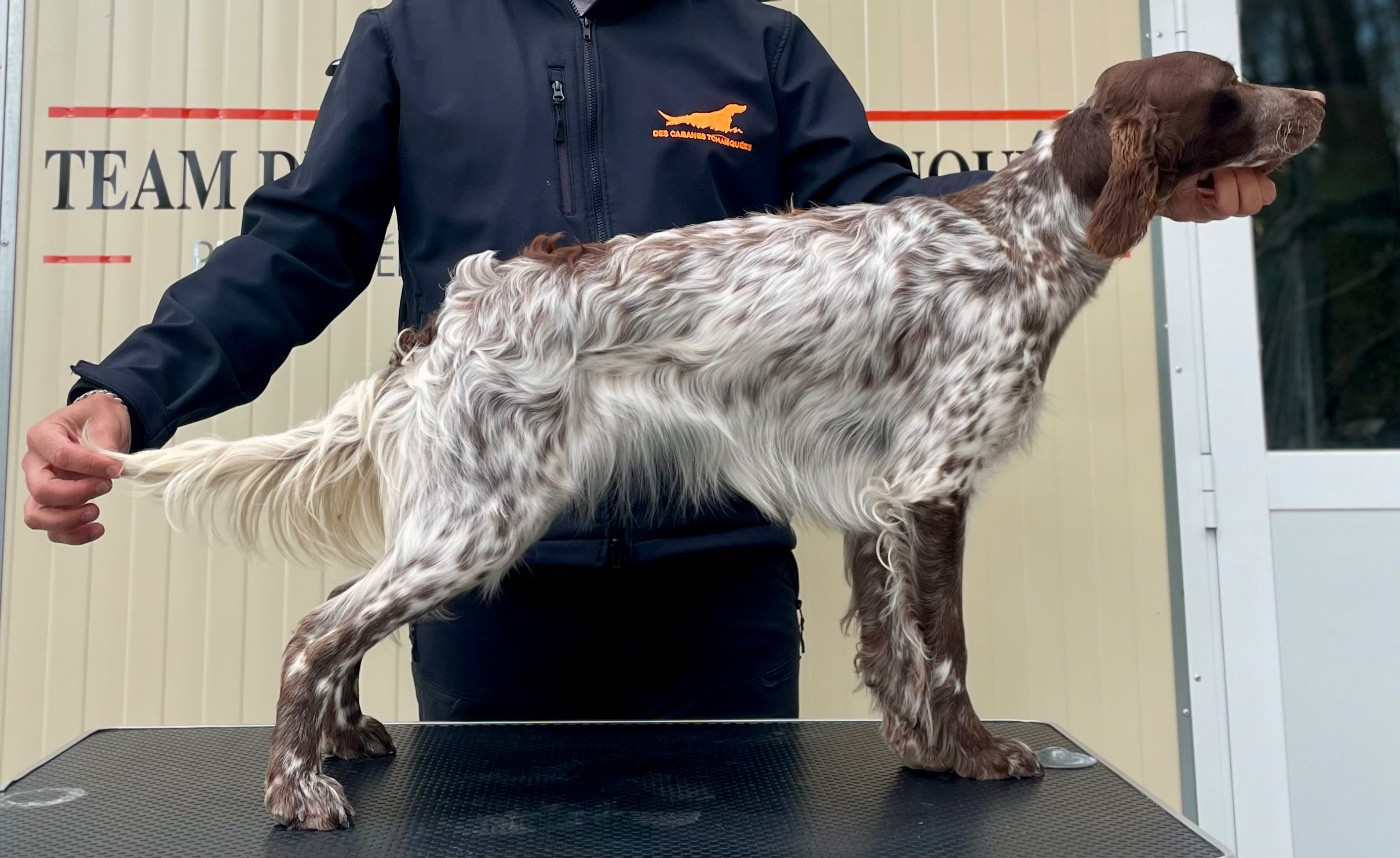 Andaine des Cabanes Tchanquées