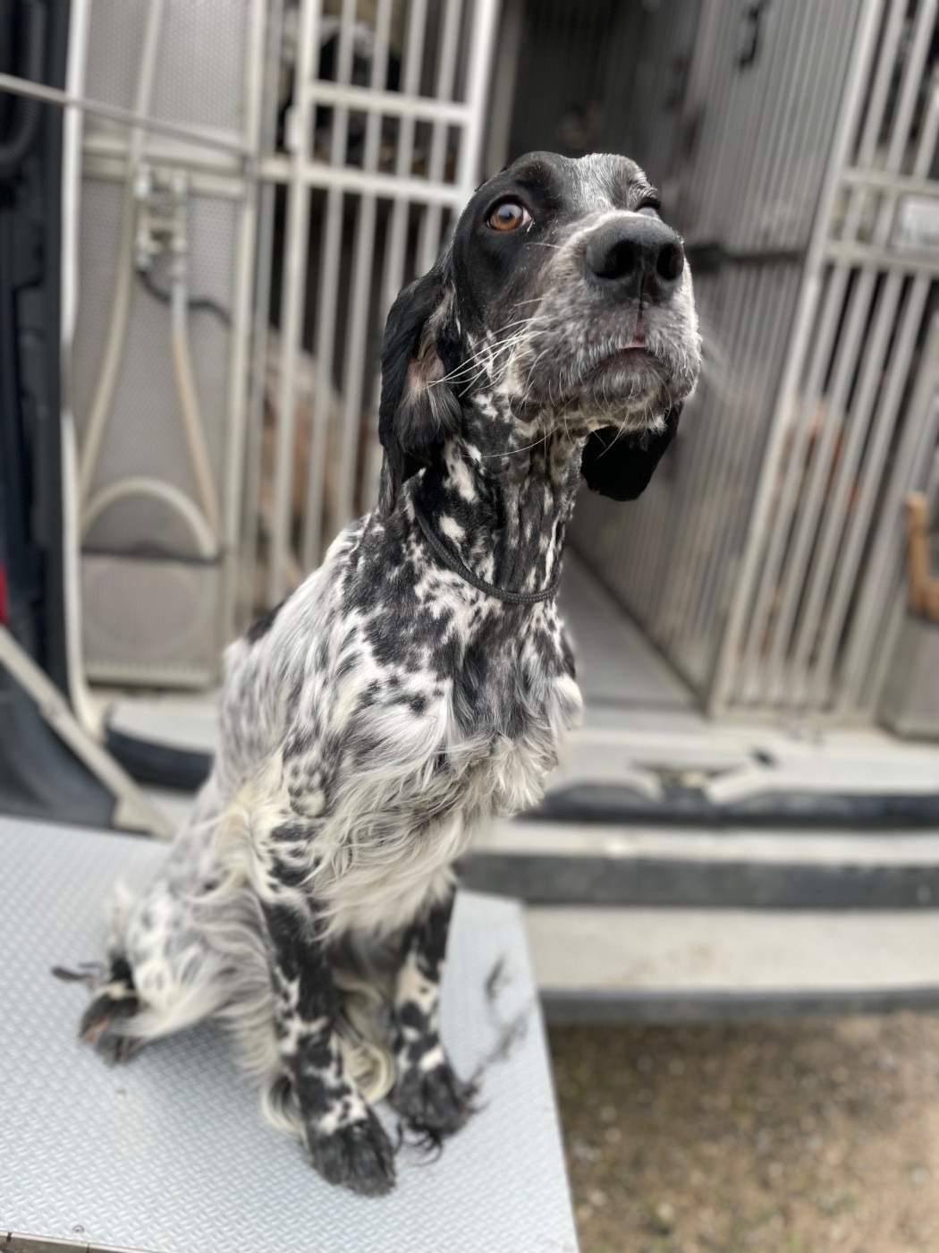 ATHÉNA des Cabanes Tchanquées