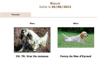 des Cabanes Tchanquées - Naissance CHIOTS FUNNY/VRAC