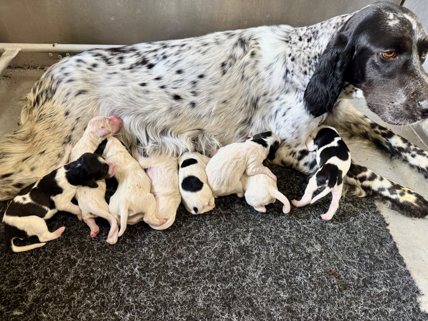 des Cabanes Tchanquées - Chiots disponibles - Setter Anglais