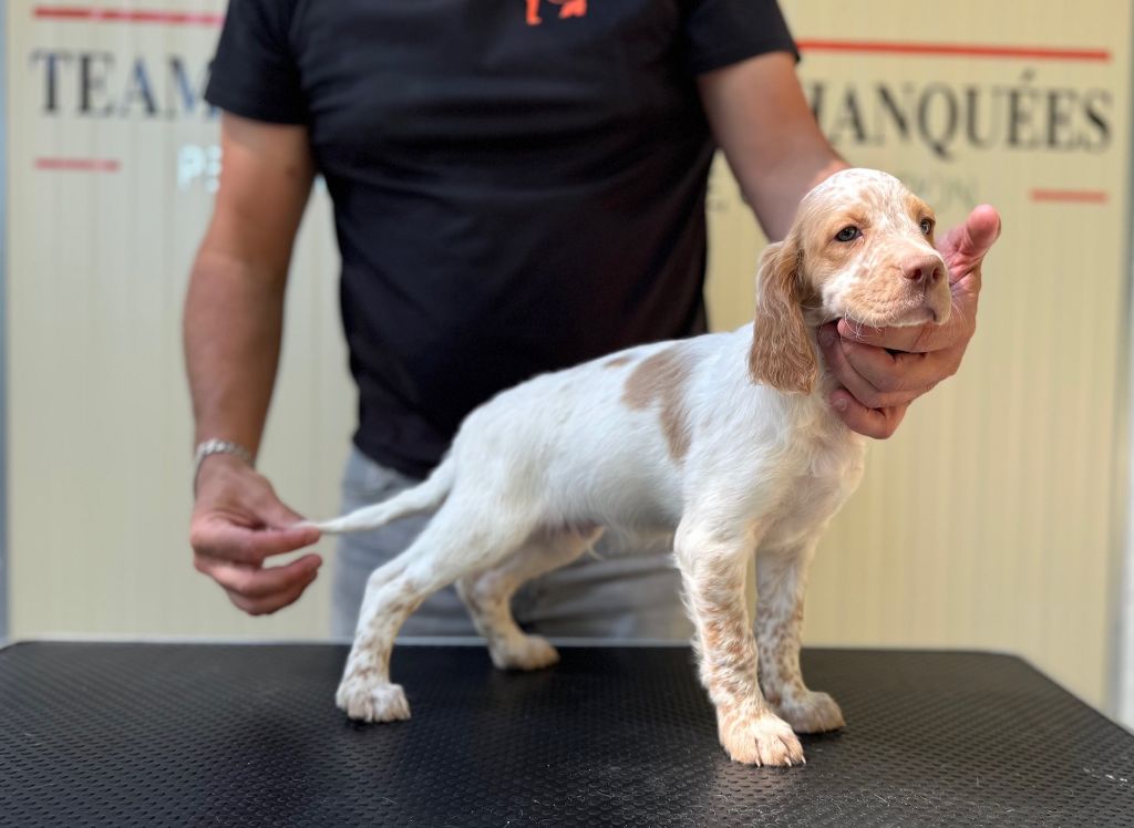 des Cabanes Tchanquées - Chiots disponibles - Setter Anglais
