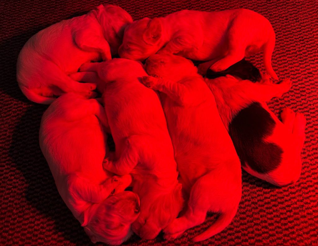 des Cabanes Tchanquées - Chiots disponibles - Setter Anglais