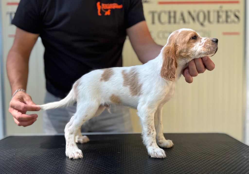 des Cabanes Tchanquées - Chiots disponibles - Setter Anglais