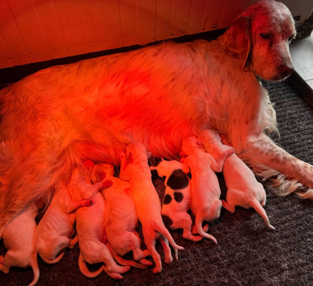 des Cabanes Tchanquées - Chiots disponibles - Setter Anglais