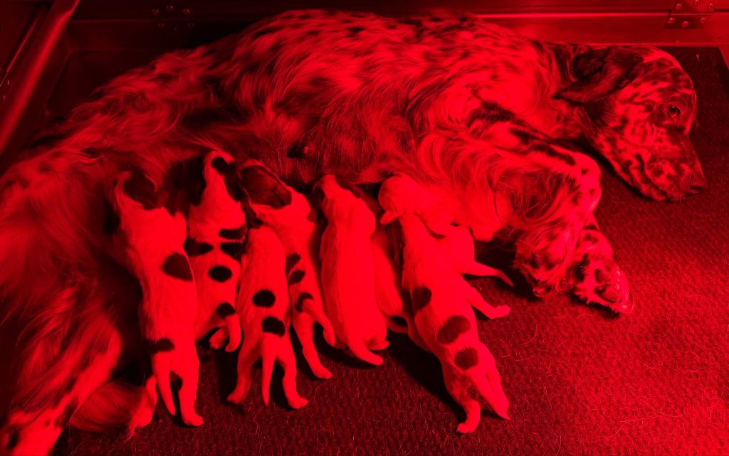des Cabanes Tchanquées - Chiots disponibles - Setter Anglais
