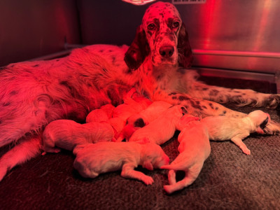 CHIOT 5
