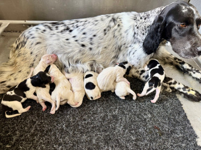 CHIOT 7